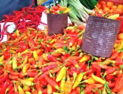Harga Cabai Rawit di SBT Melonjak Drastis