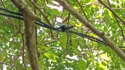 Remaja 13 Tahun Tewas Diduga Tersengat Listrik di Malra