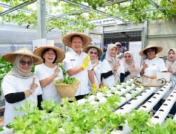 Perempuan Berdaya Lewat Program BRInita, Intip Kisah Inspiratif KWT Buaran Citra Lestari Manfaatkan Lahan Sempit untuk Tanaman Produktif