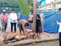 Muhammadiyah Maluku Sembelih 17 Hewan Kurban