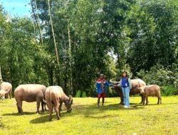Semangat dan Dedikasi Mantri BRI Hadirkan Akses Perbankan bagi Masyarakat Pegunungan Toraja Utara